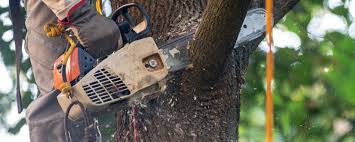 Best Tree Health Inspection  in Thompsons Station, TN