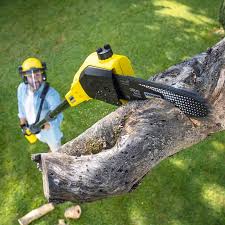 Best Stump Grinding and Removal  in Thompsons Station, TN