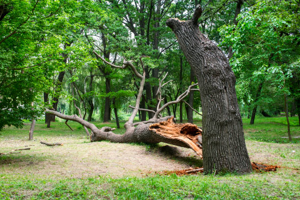 How Our Tree Care Process Works  in  Thompsons Station, TN