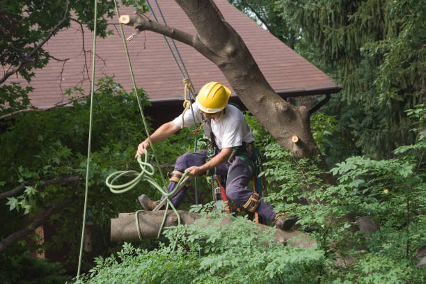 Best Commercial Tree Services  in Thompsons Station, TN