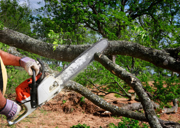 Best Root Management and Removal  in Thompsons Station, TN